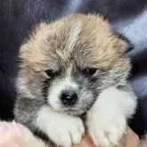 秋田犬