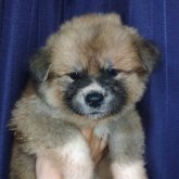 秋田犬