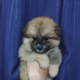 秋田犬