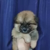 秋田犬