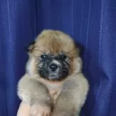 秋田犬