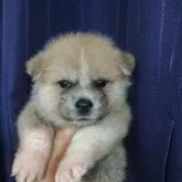 秋田犬