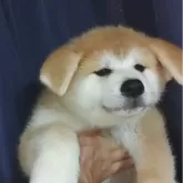 秋田犬