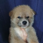 秋田犬
