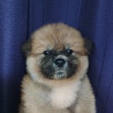 秋田犬