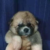 秋田犬