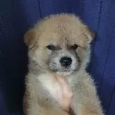 秋田犬【愛知県・男の子・2025年5月20日・赤毛】の写真5