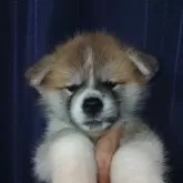 秋田犬【愛知県・女の子・2025年5月3日・赤毛】の写真5