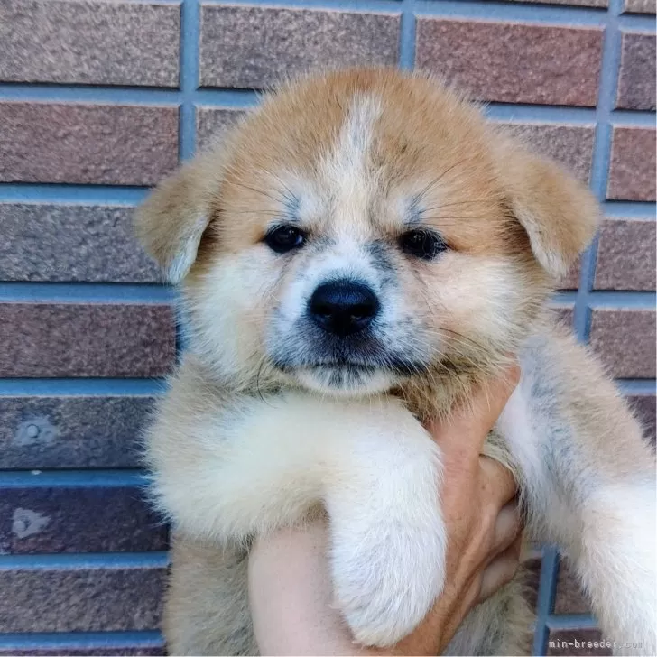 ID:2409-02242の子犬