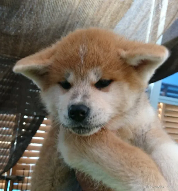 ID：2111-01284の子犬