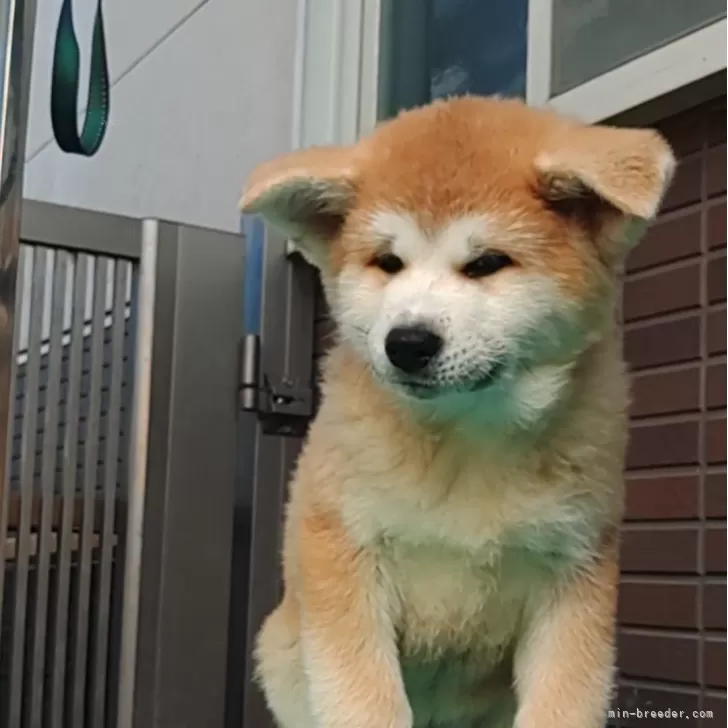 ID：2409-07715の子犬