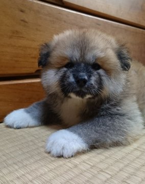 秋田犬【愛知県・男の子・2019年9月16日・赤毛長毛タイプ】の写真「長毛タイプの赤毛の秋田犬です。」