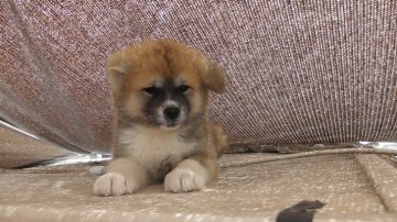 秋田犬【愛知県・女の子・2020年4月15日・赤】の写真「訳あり。健康上何も問題ありません。」