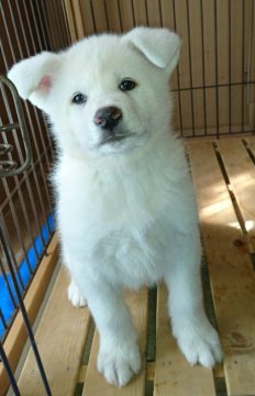 秋田犬【愛知県・男の子・2019年1月1日・白】の写真「両親ともに虎毛から生まれた白の秋田犬です。」