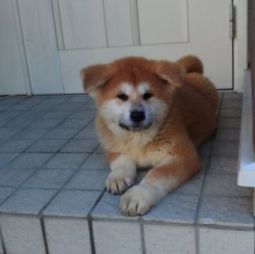 秋田犬【愛知県・男の子・2023年8月12日・赤】の写真「濃い赤毛のカッコいい男の子です。」