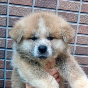 秋田犬【愛知県・男の子・2023年7月10日・赤】の写真「愛嬌あってかわいい男の子です」