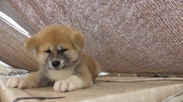 秋田犬【愛知県・女の子・2020年4月15日・赤】の写真「ちょっぴり血統優秀な赤の秋田犬です。」