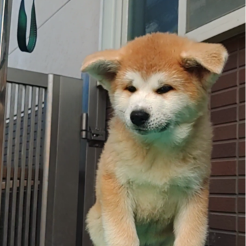 秋田犬【愛知県・女の子・2024年8月15日・赤毛】の写真「かわいらしい顔の女の子」