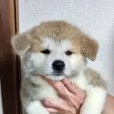 秋田犬【愛知県・男の子・2023年6月30日・赤毛】の写真1「写真は全て8/17撮影です。」