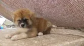 秋田犬【愛知県・女の子・2020年4月15日・赤】の写真2「6/4撮影」