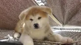 秋田犬【愛知県・男の子・2020年2月24日・赤】の写真4「4/29撮影」