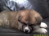 秋田犬【愛知県・女の子・2021年6月24日・赤】の写真4