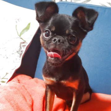 プチブラバンソン【埼玉県・男の子・2024年11月25日・ブラック&タン】の写真「可愛い男の子です！」