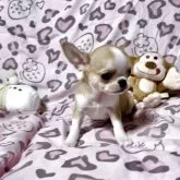 チワワ(スムース)