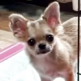 チワワ(ロング)