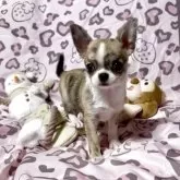 チワワ(スムース)【埼玉県・女の子・2025年10月11日・ブリンドル&ホワイト】の写真6