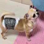 チワワ(スムース)【埼玉県・男の子・2021年5月22日・レッド】の写真「優しい性格の男の子です(^^)」