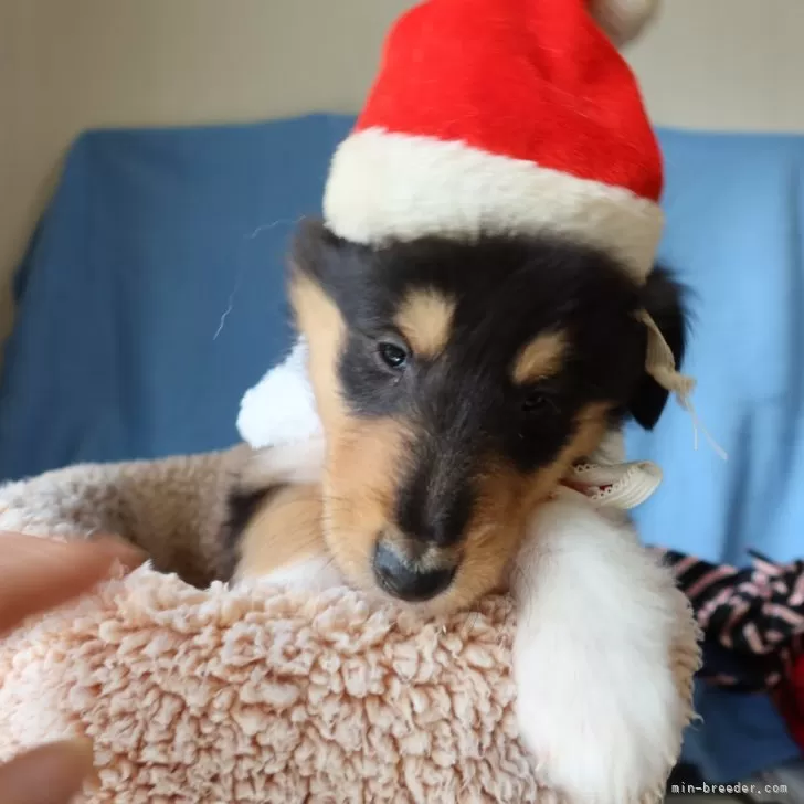 ID：2411-05342の子犬
