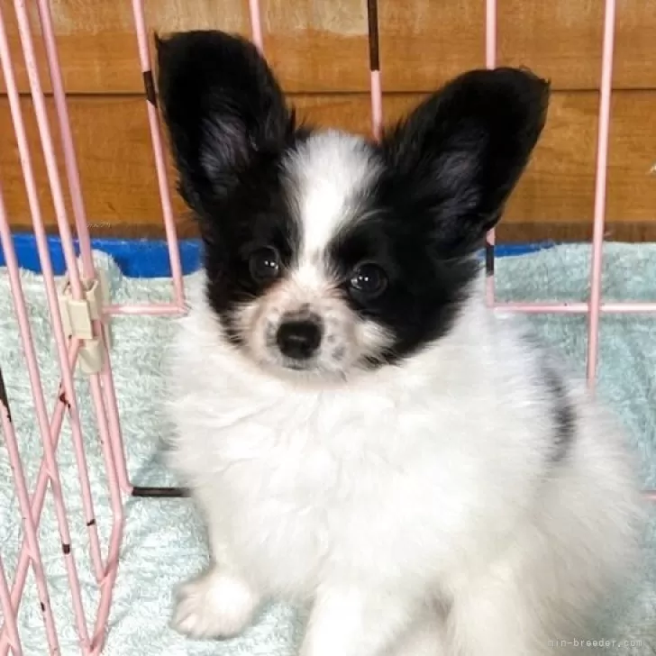 ID:2508-02481の子犬