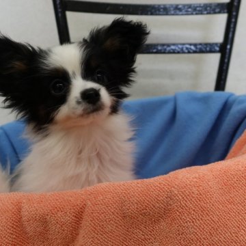 ホワイト系の子犬を探す｜ブリーダー直販の子犬販売【みんなの
