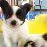 パピヨン