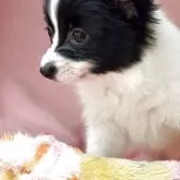 パピヨン