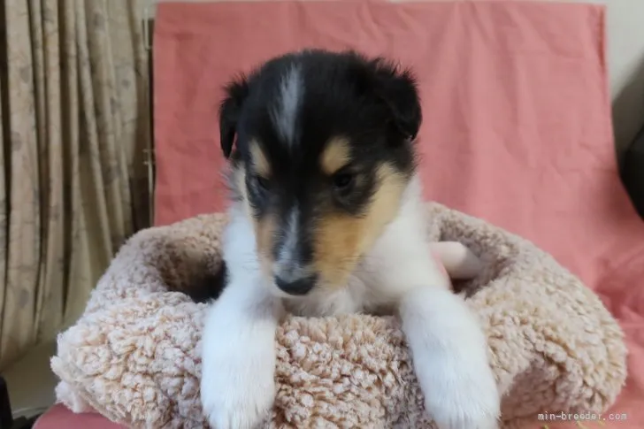 ID：2111-03572の子犬