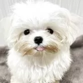 マルチーズ