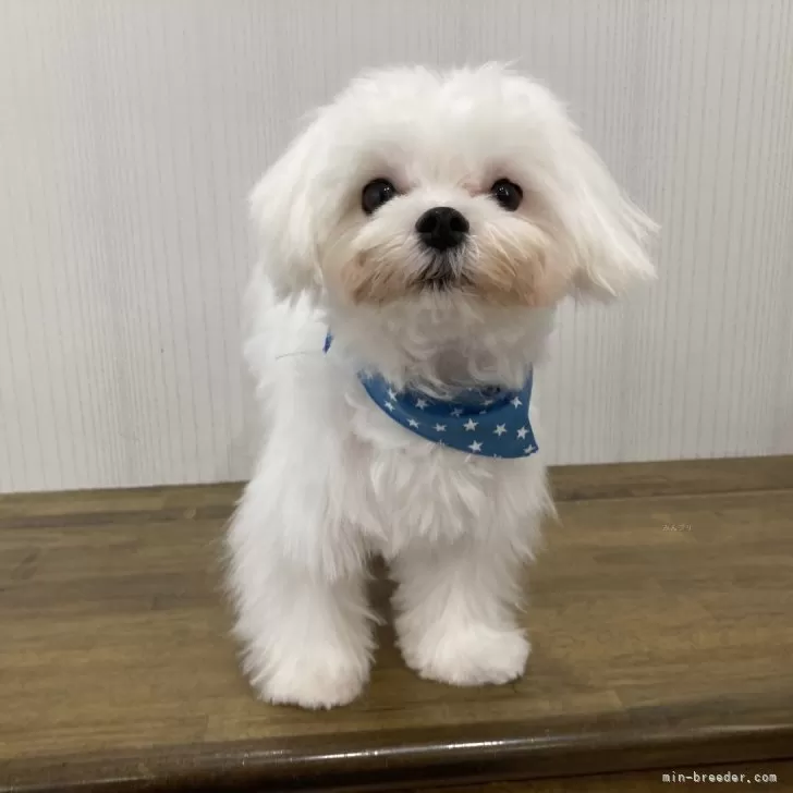 ID:2312-00256の子犬