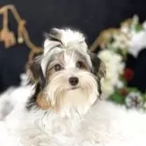 ビューワーテリア【大分県・男の子・2025年5月29日・ホワイト&ブラック&ゴールド】の写真12