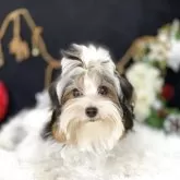 ビューワーテリア【大分県・男の子・2025年5月29日・ホワイト&ブラック&ゴールド】の写真2