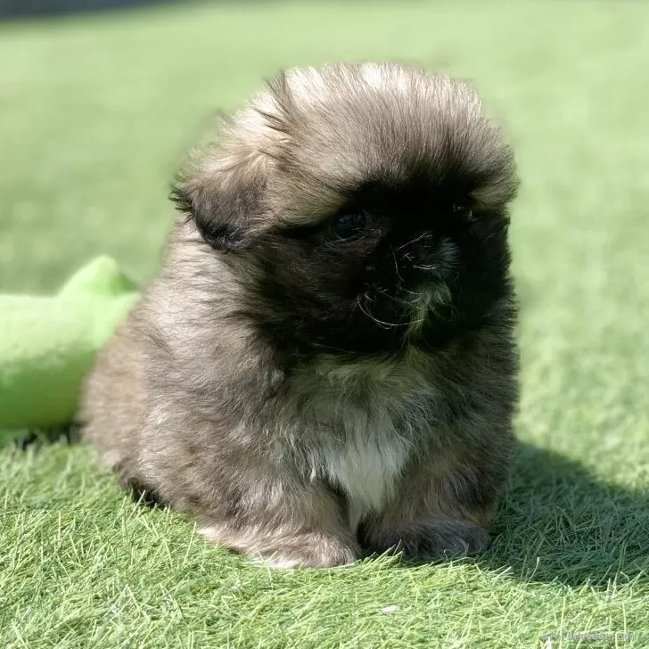 ID:2504-00993の子犬