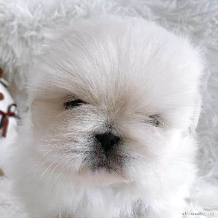ID:2507-04987の子犬