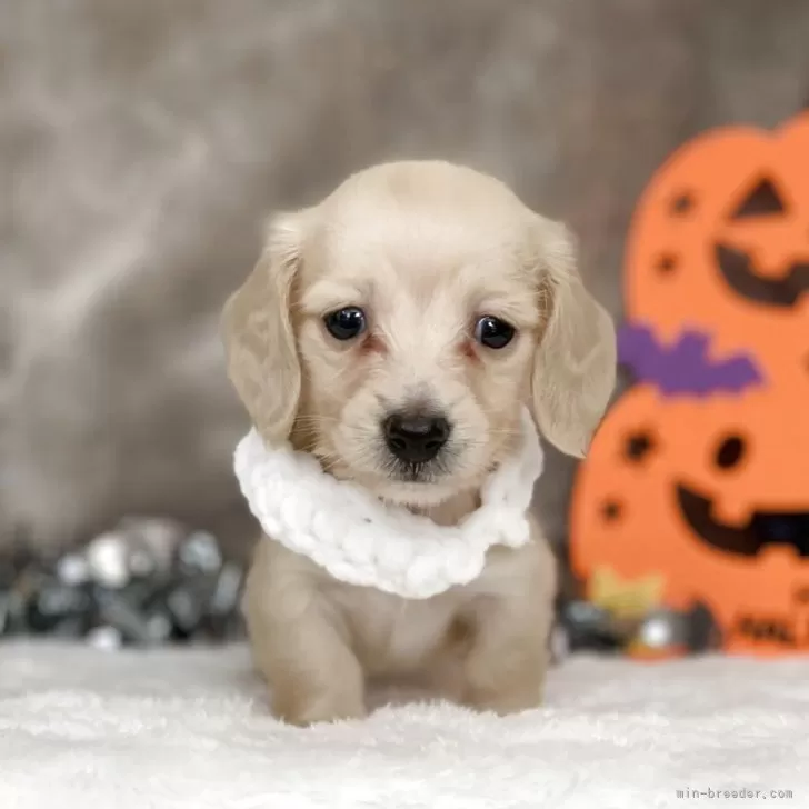 ID：2509-05657の子犬