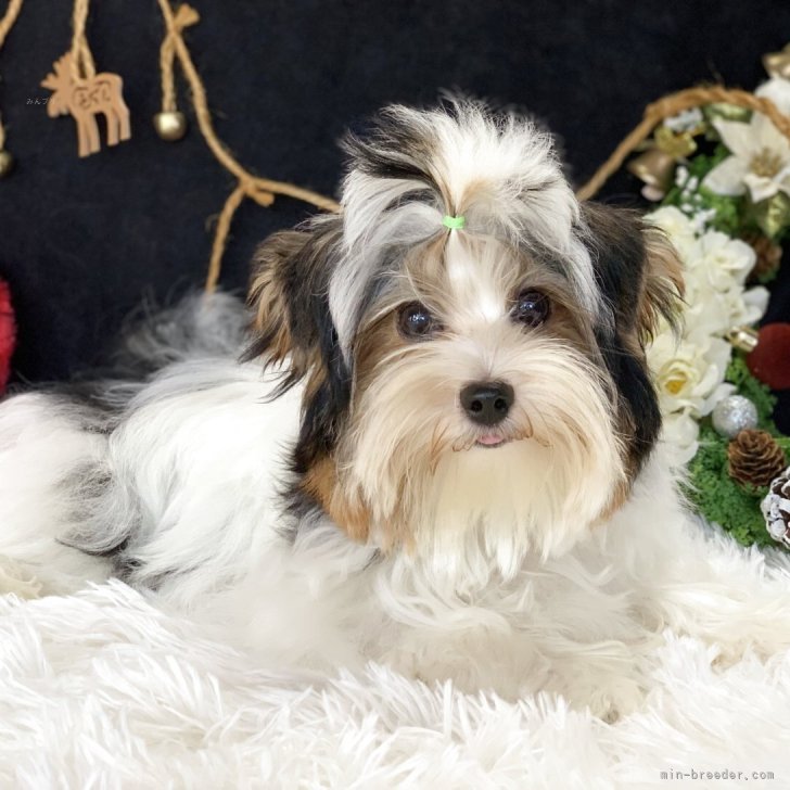 ブリーダー画像