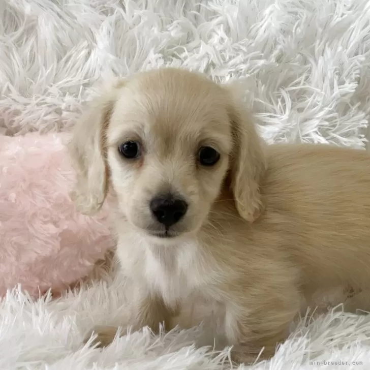 ID：2505-02337の子犬