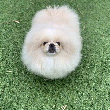 ペキニーズ【大分県・男の子・2024年11月1日・クリーム】の写真「しっかりボディになってきました✨️」