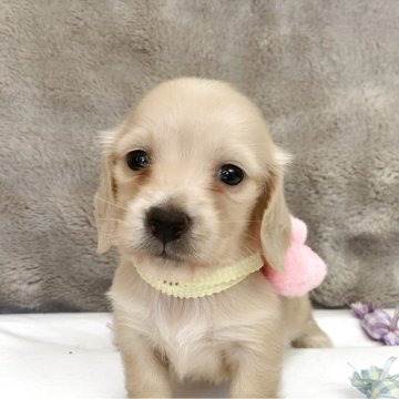 ミニチュアダックスフンド(ロング)【大分県・女の子・2025年8月20日・イエロー】の写真「綺麗なカラーです🤗」