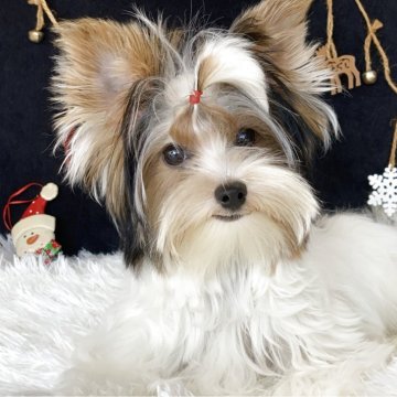 ビューワーテリア【大分県・女の子・2025年5月29日・ホワイト&ブラック&ゴールド】の写真「可愛いお顔の女の子✨」