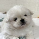 ペキニーズ